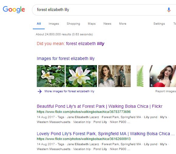 「forest elizabeth lily」の検索結果